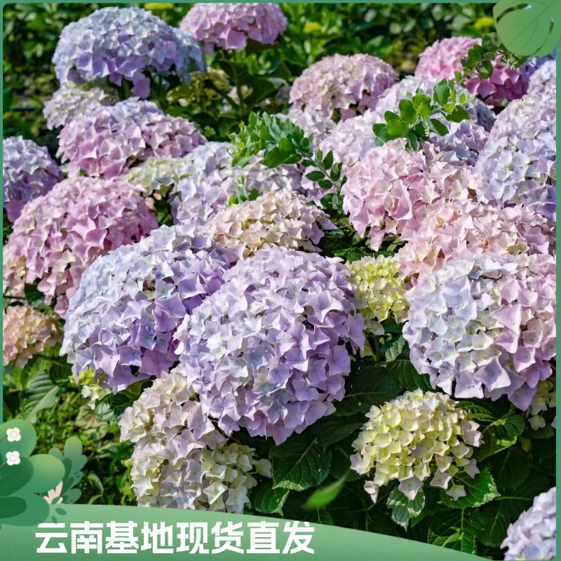 【彩蝶绣球】 庭院阳台地栽可调色新手可养带花带花苞基地直发