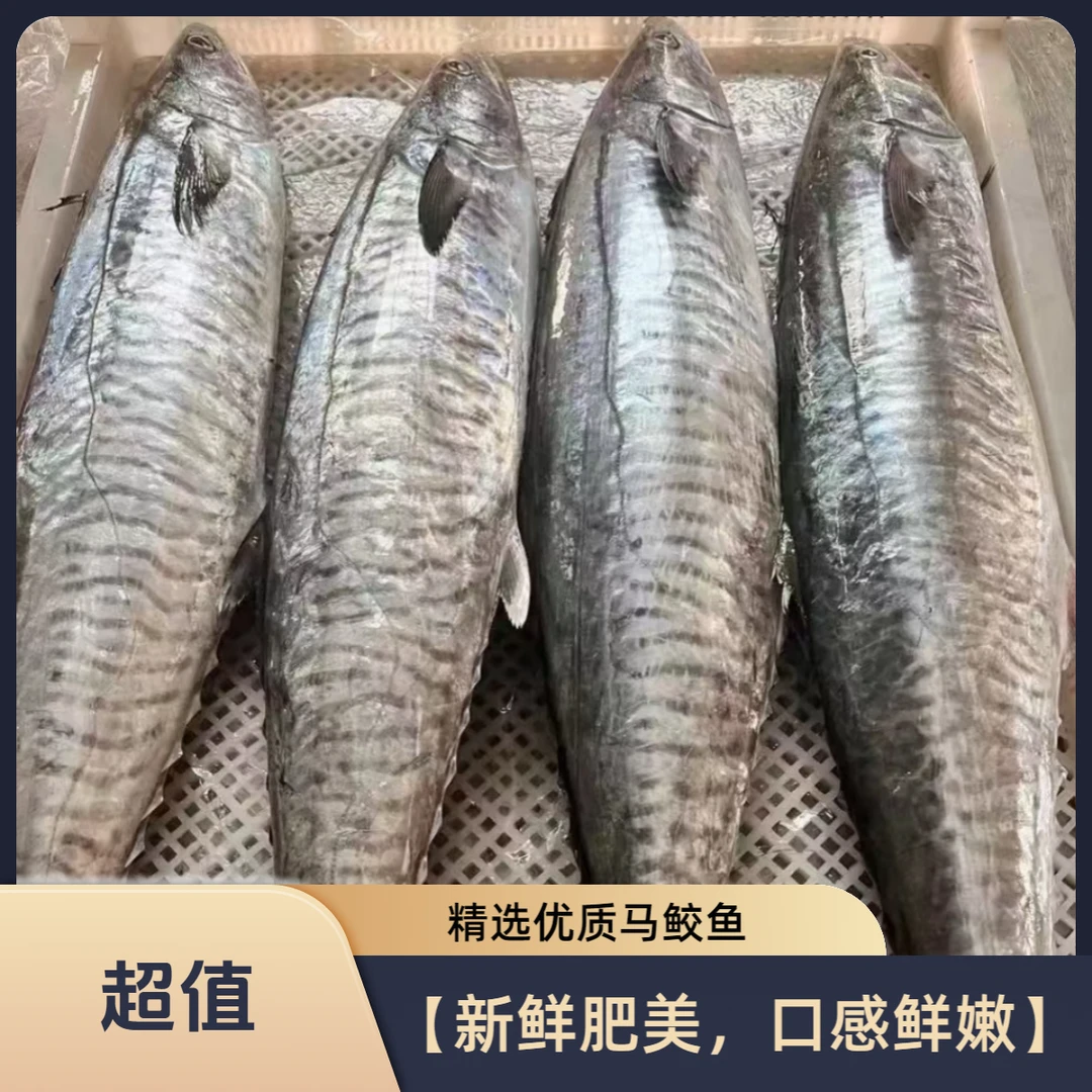 【11斤-11.9斤】正宗南海康氏横纹马鲛鱼原条切片博贺港海钓当天发