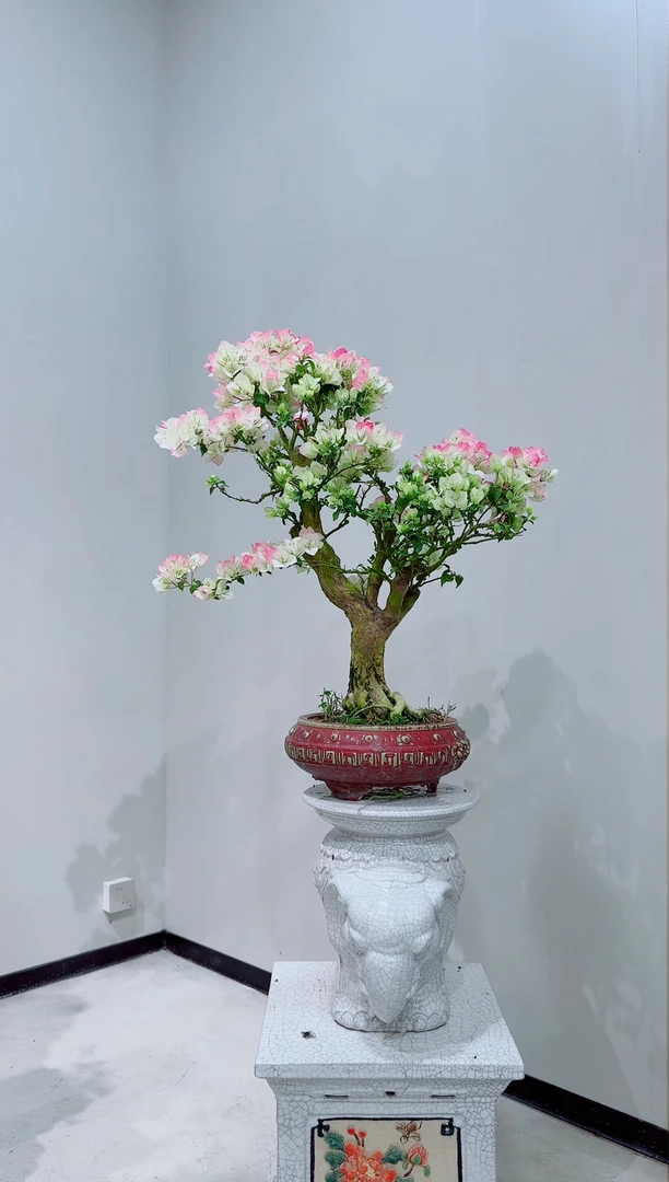 【闪购商品】盆景老粧绿樱