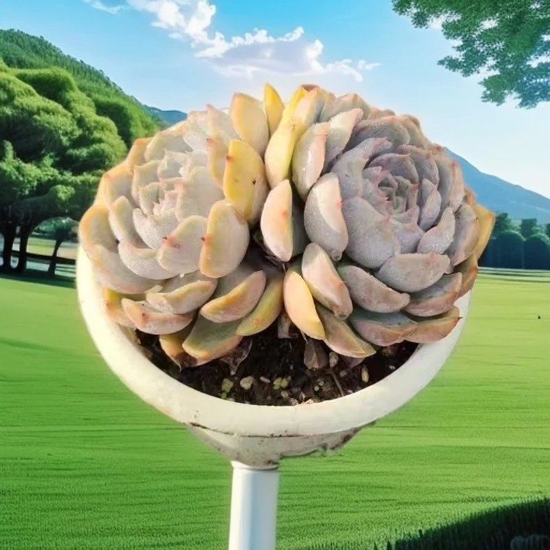 菲欧娜精品多肉老桩宽头莲叶片饱满四季好养绿植