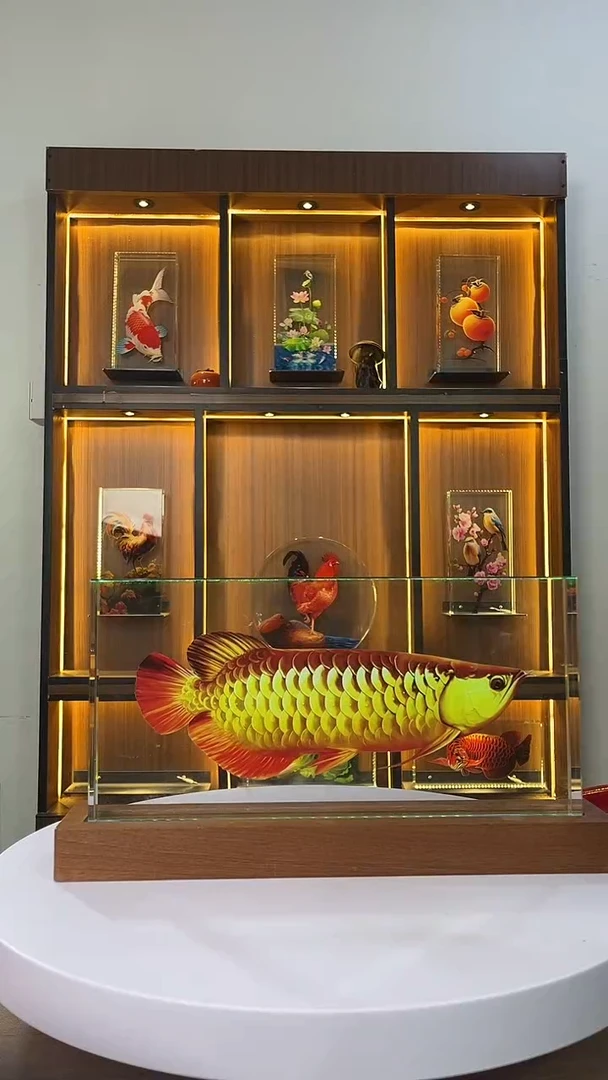 强*全新内雕金龙鱼直30/15+底座