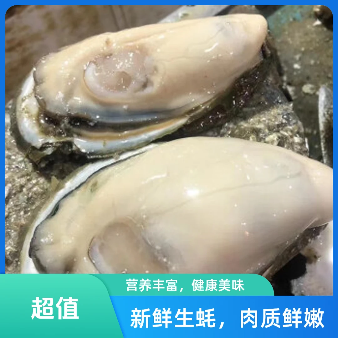 湛江本地新鲜脆甜生蚝