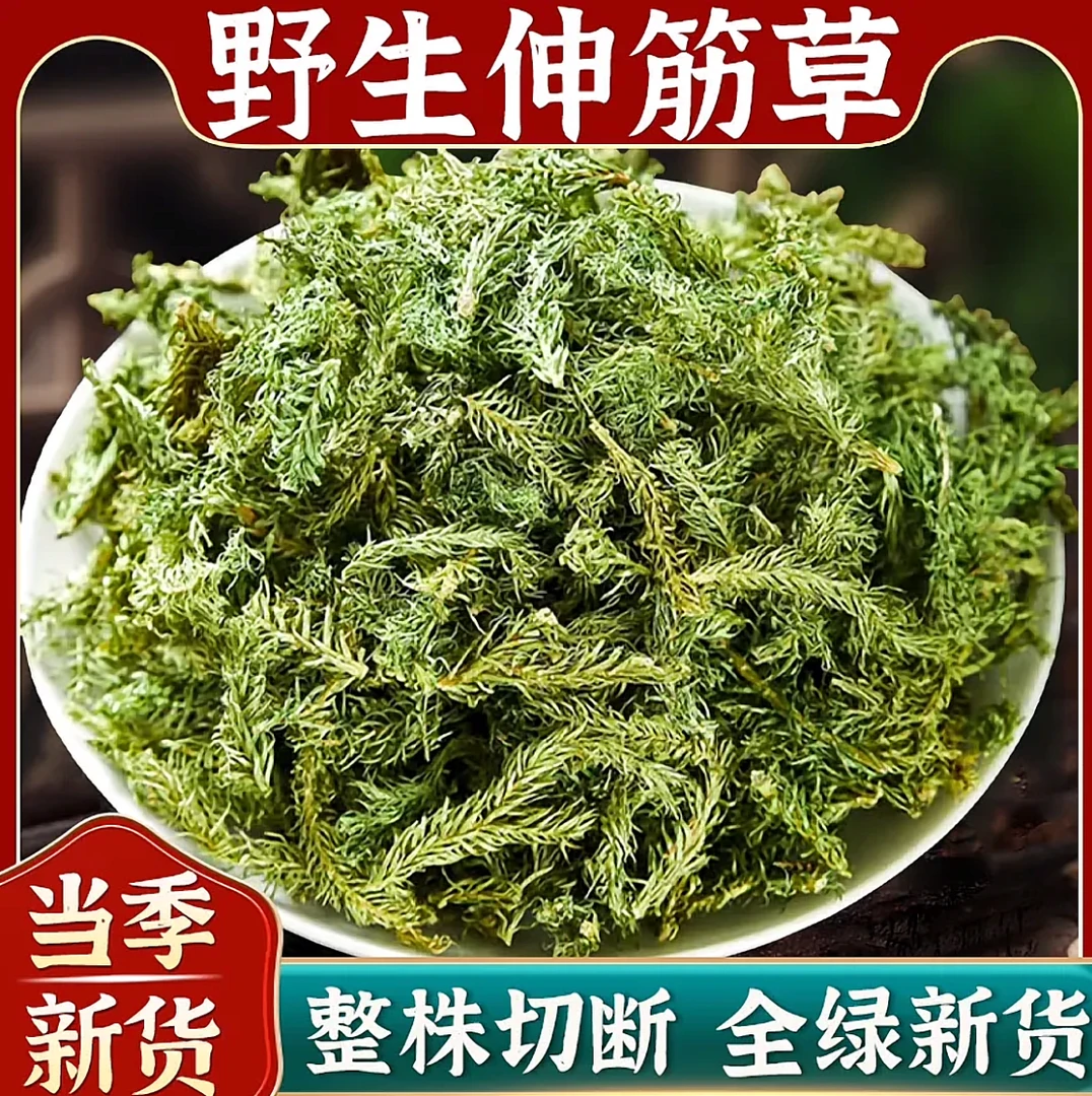 野生伸筋草舒筋草通筋草正品中草药中药材泡脚无硫新鲜干货批发姜