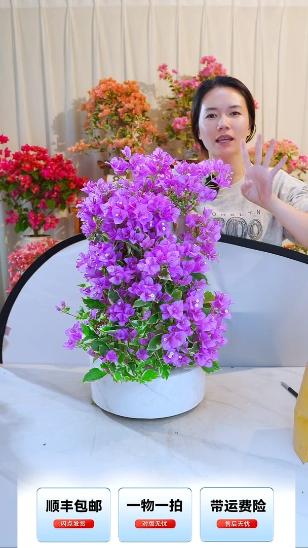 大部分开放少量花苞银边水仙紫