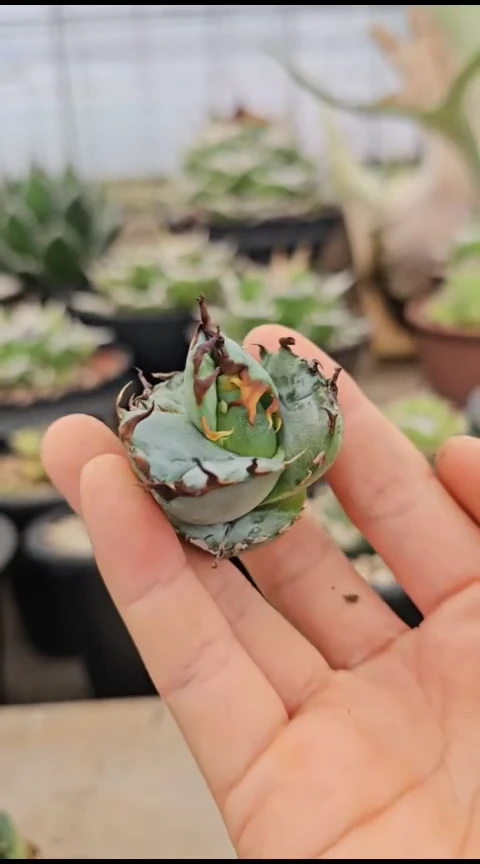 【蓝肌籽播实生】顶芽 (直播竞拍 基因保证非组培)