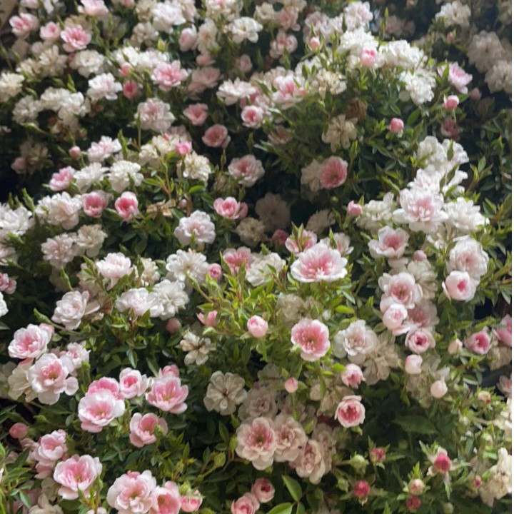 姬乙女提根盆景大冠幅造型优美多季节重复开花耐热耐寒