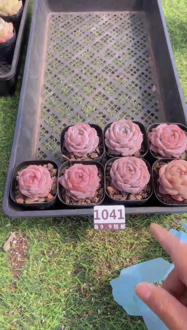 【闪购商品】信福多肉一物一拍