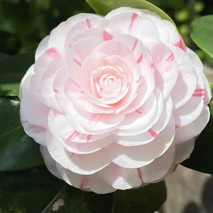 【十八学士】山茶花带花苞发货四季开花耐寒耐热庭院绿植
