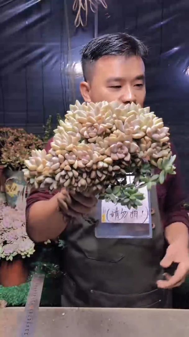 267淡雪缀化（一物一拍）