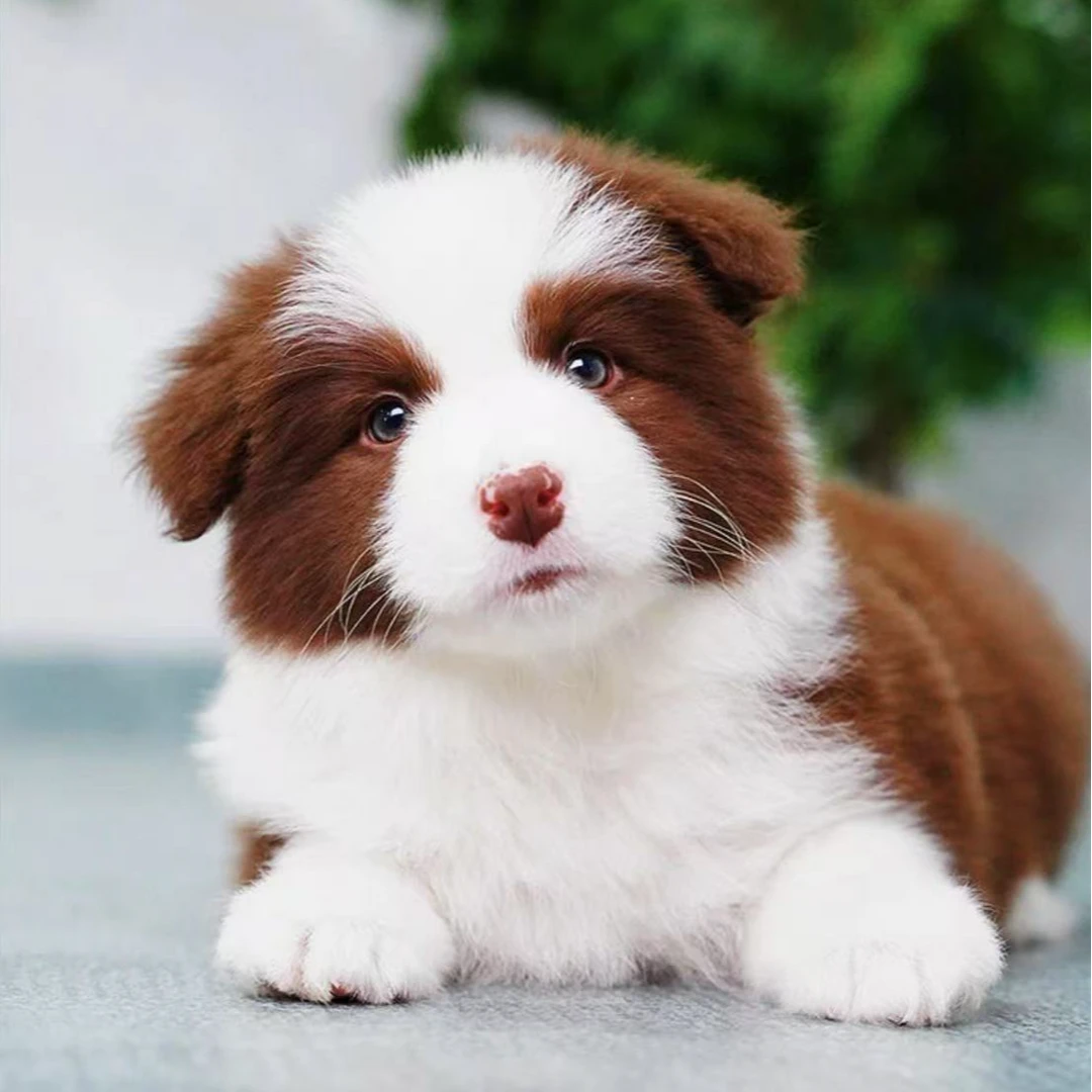 【名宠盛世】精品可爱边牧专用链接