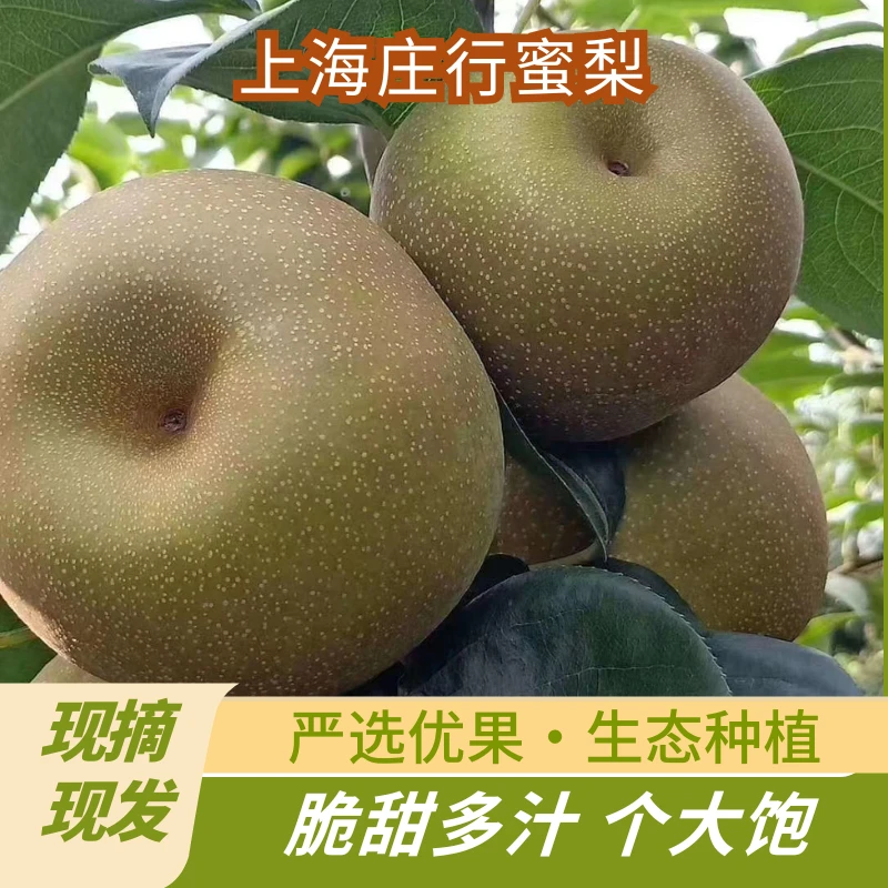 正宗上海奉贤庄行蜜梨新鲜现摘