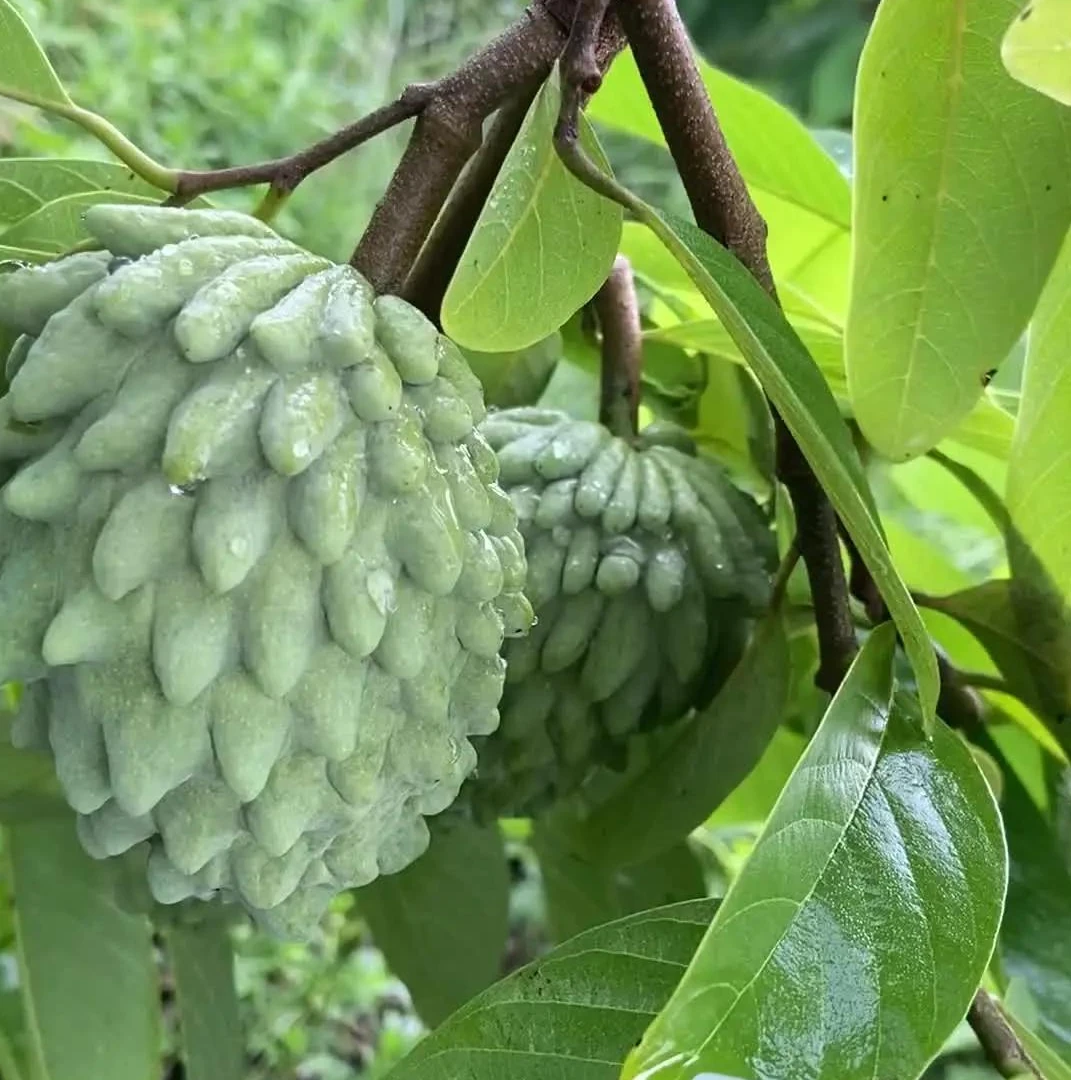 凤梨释迦 庭院地栽盆栽绿植
