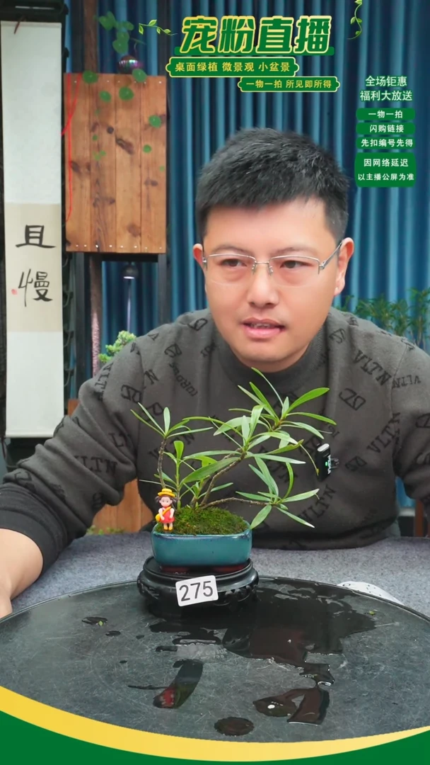 无花朵喜*洋苔藓微景观275号