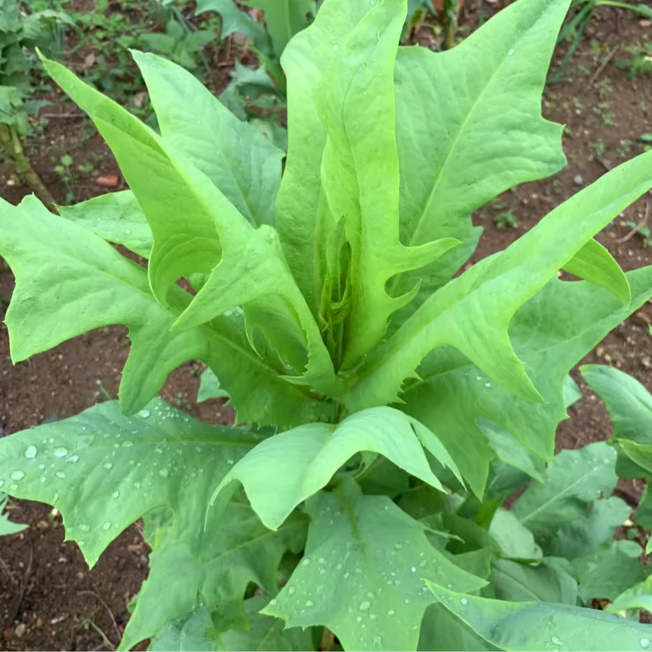 苦荬菜种子四季多年生野生牧草养鸡鸭鹅家禽蔬菜食用甜苦麦菜种子