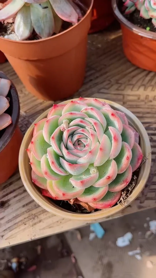 【闪购商品】17188