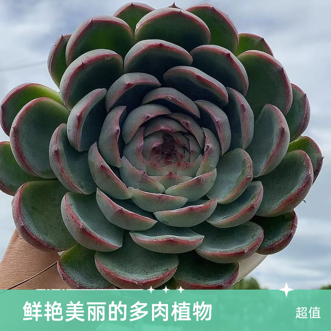 大侧影手捧  熊猫多肉（满19包邮）脱土发  庭院美观  净化空气