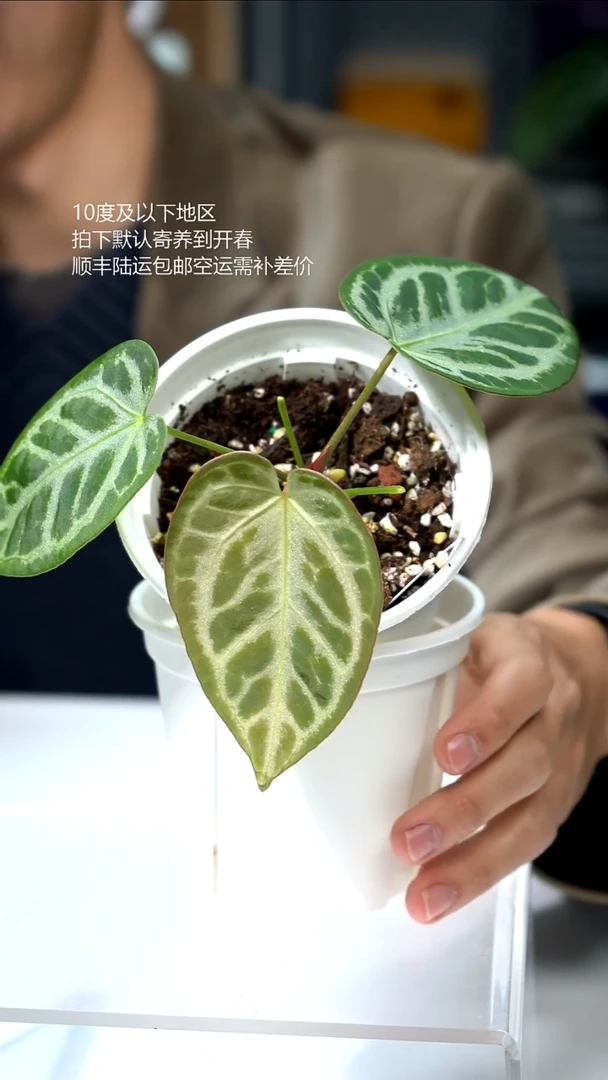 完全开放银河 02