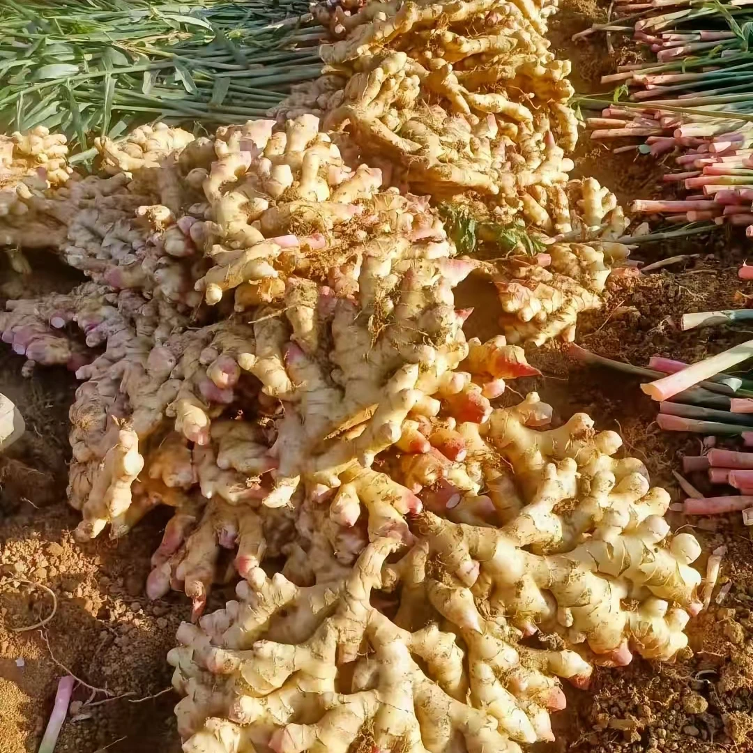 阳溪新鲜现挖生姜