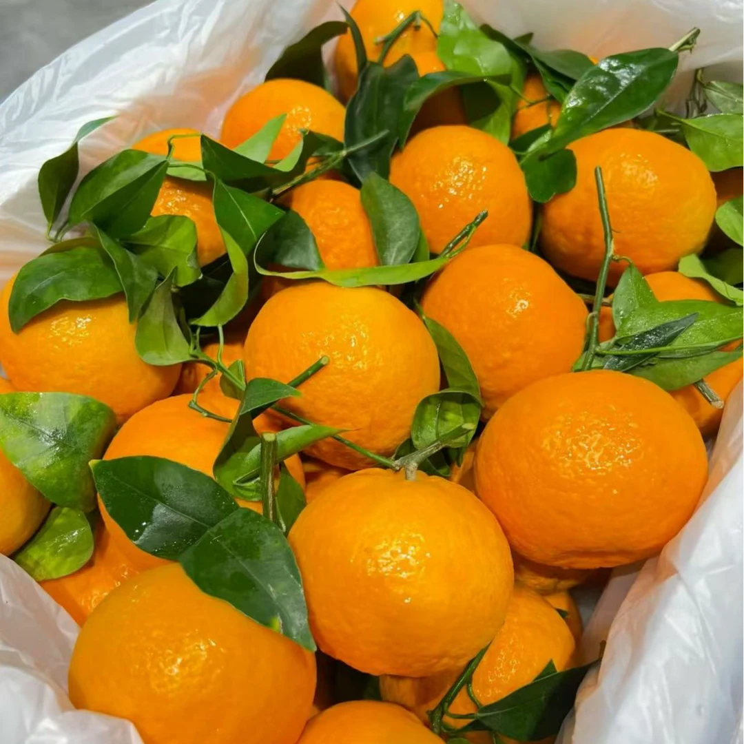 【玉龙雪山】明日见 雪山冰柑 净重3/7斤装  橘味浓郁