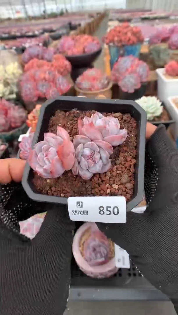 850星影一物一拍