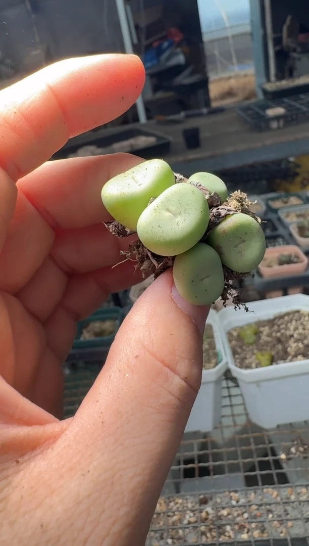 11-269多肉植物肉锥