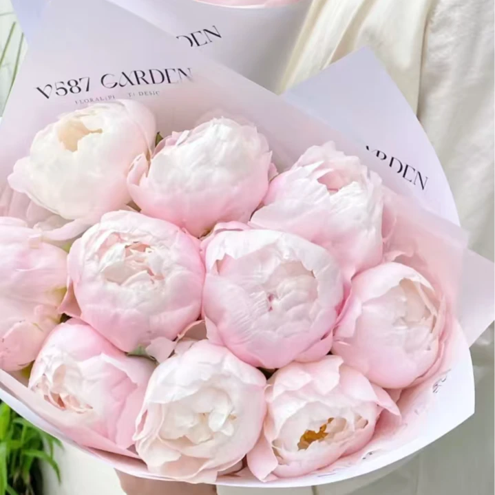 （现货)美国小姐芍药鲜切花菏泽基地直发