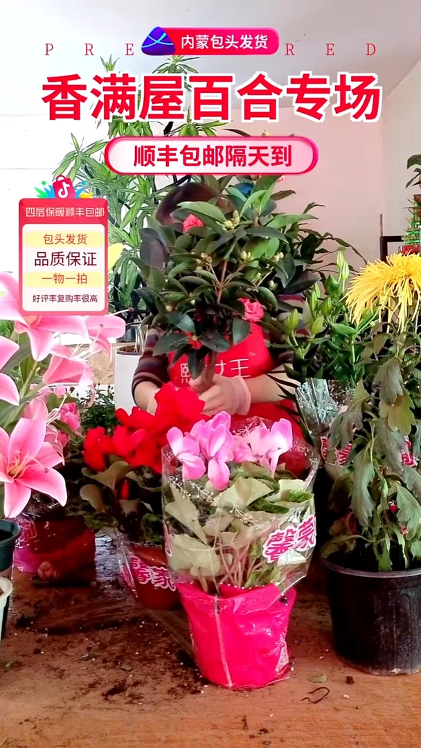 完全开放红色茶花