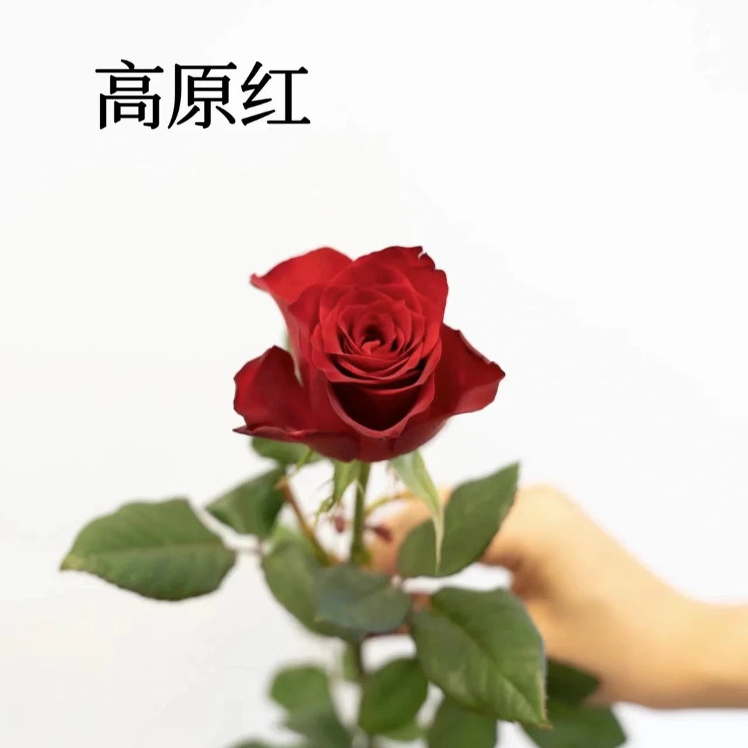 阿丽专属『高原红10支』家居养花鲜花批发直播 全场两单顺丰包邮次日达 养护教程联系客服