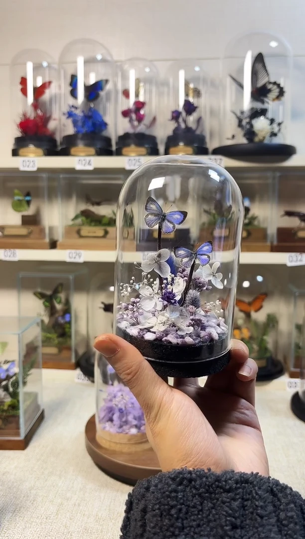 大自然真实的蝴蝶标本