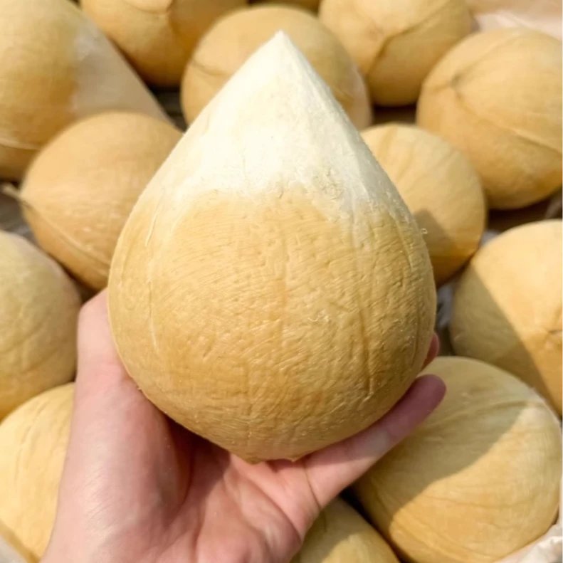 【红星水果甄品】泰国进口椰皇3个装老椰子当季新鲜水果【顺丰次日达】