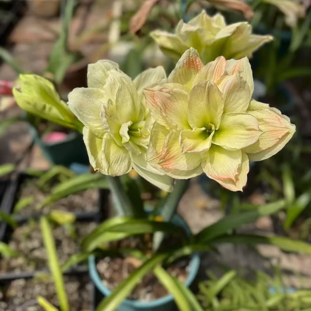 青苹果-朱顶红种球室内栽种阳台盆栽花卉