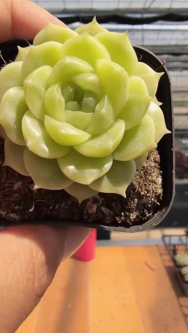 东云多肉园新款-202