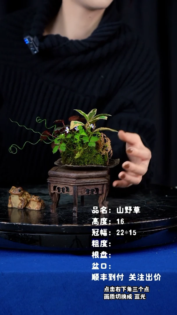 【闪购商品】山野草鞍马石