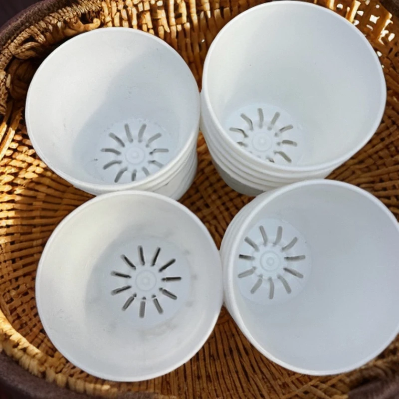 白万象口11厘米高12厘米多肉专用