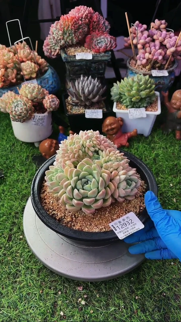 昆明印象多肉12932