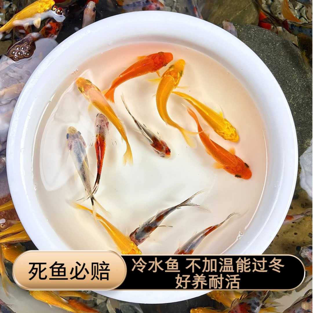 三色混搭 鹦鹉鱼黄金锦鲤红草金鱼冷水鱼观赏鱼小金鱼好养