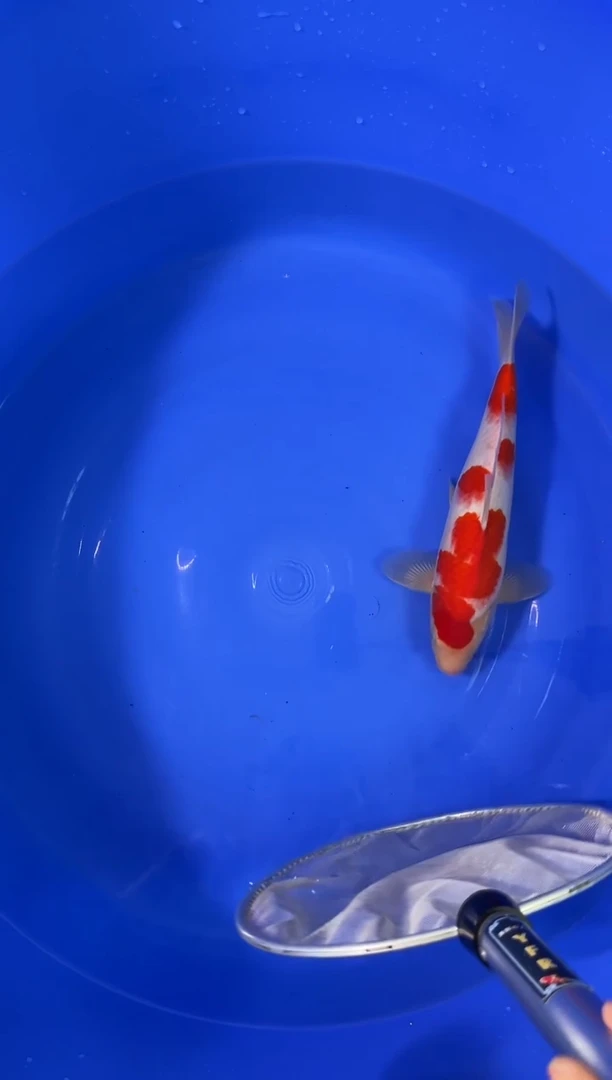 锦鲤商品鱼巴塞罗那小姐血统/顺丰到付不包邮