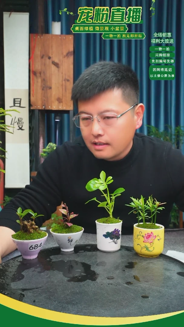 无花朵小*鸡苔藓微景观684号