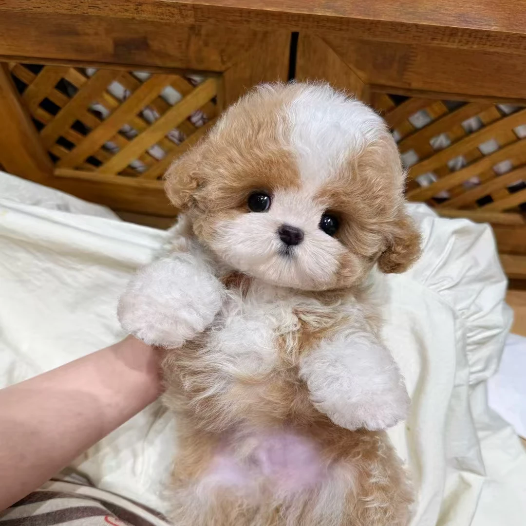 小慧.严选.宠物狗狗