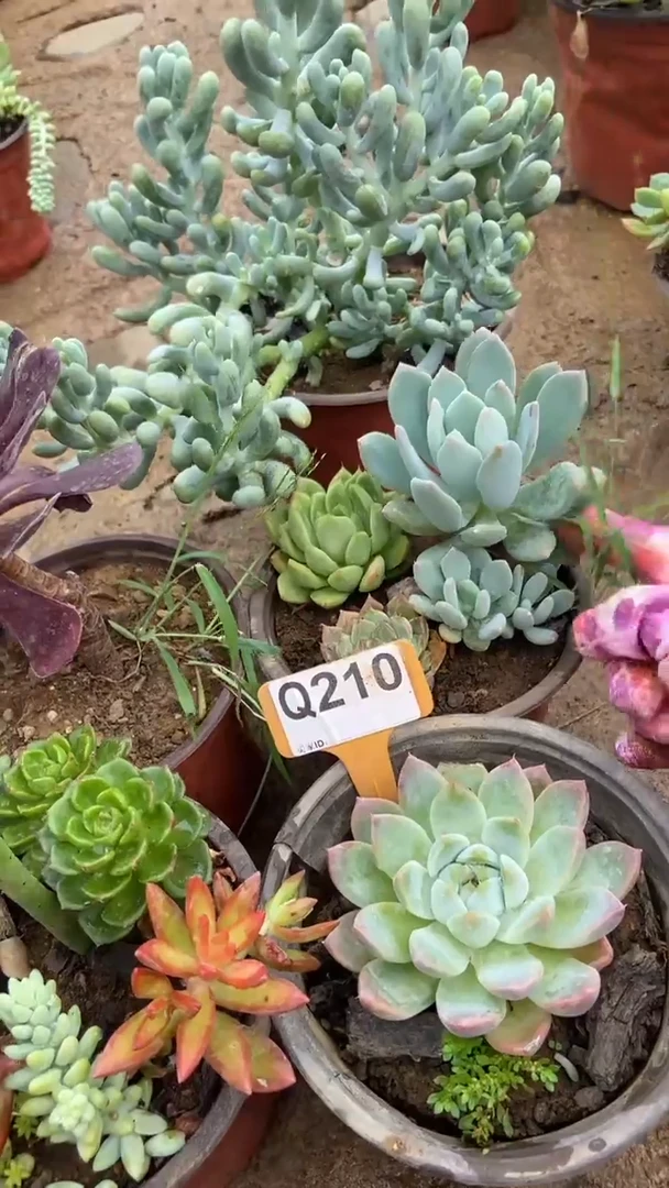 Q210多肉组合默认脱土发货