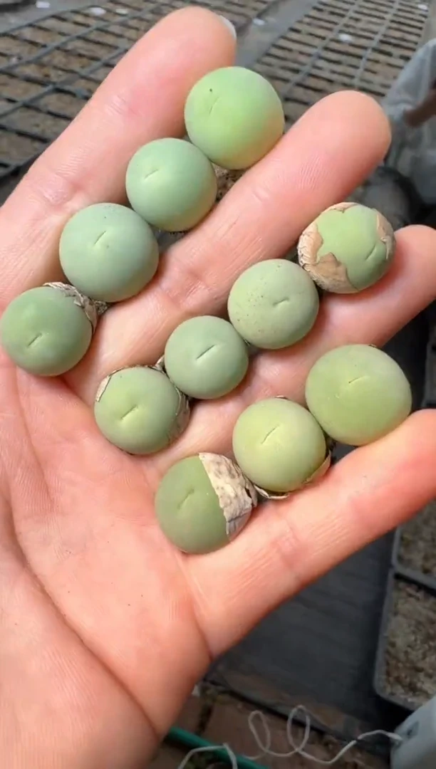 93多肉植物鸽子蛋一颗