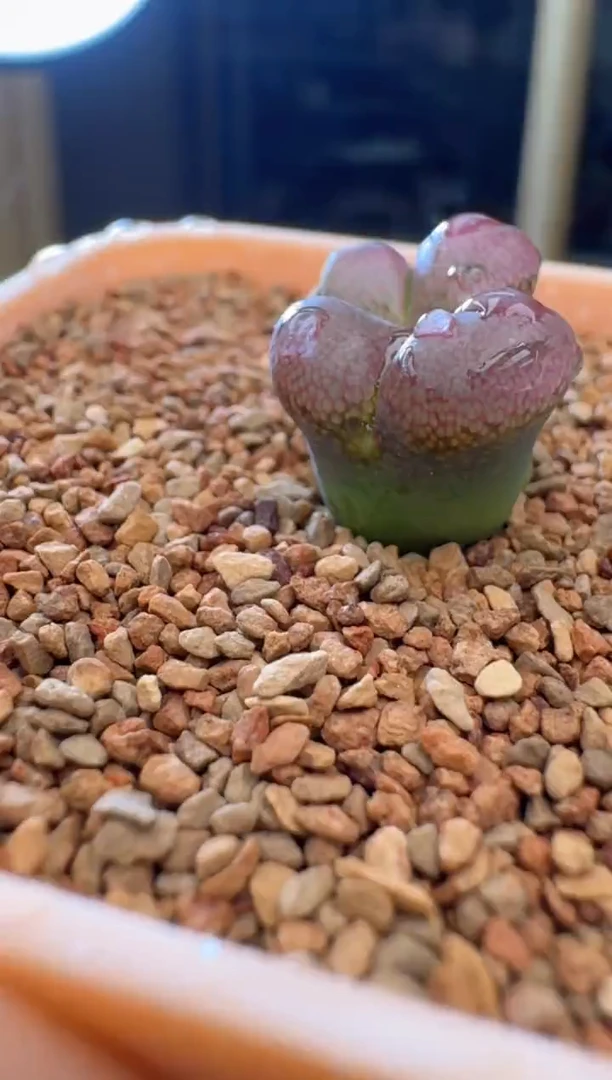 26-26多肉植物肉锥风铃一颗