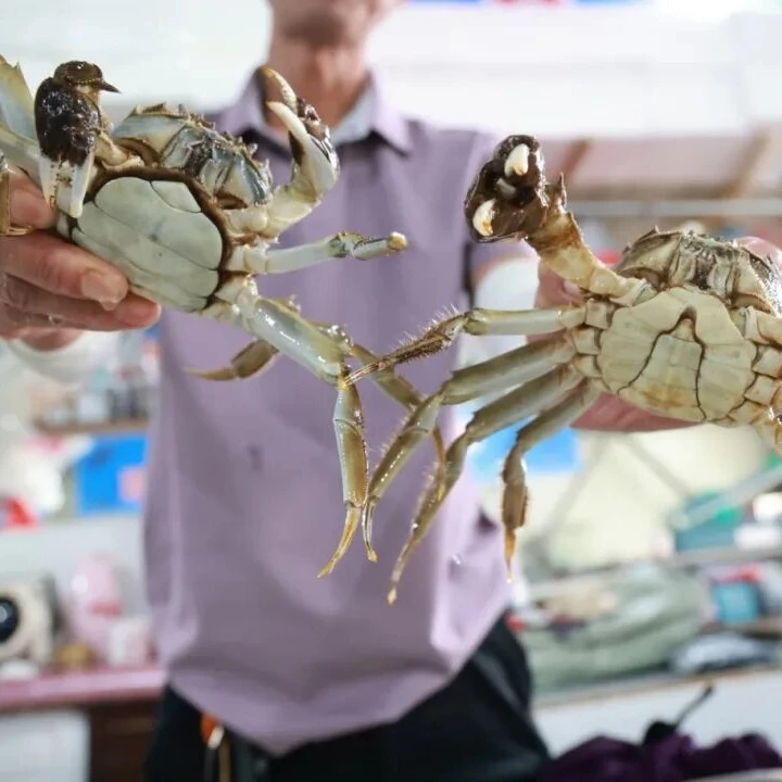 【活蟹·公母搭配6只】苏州太湖七都大闸蟹公4.5两、母3.5两三对6只装