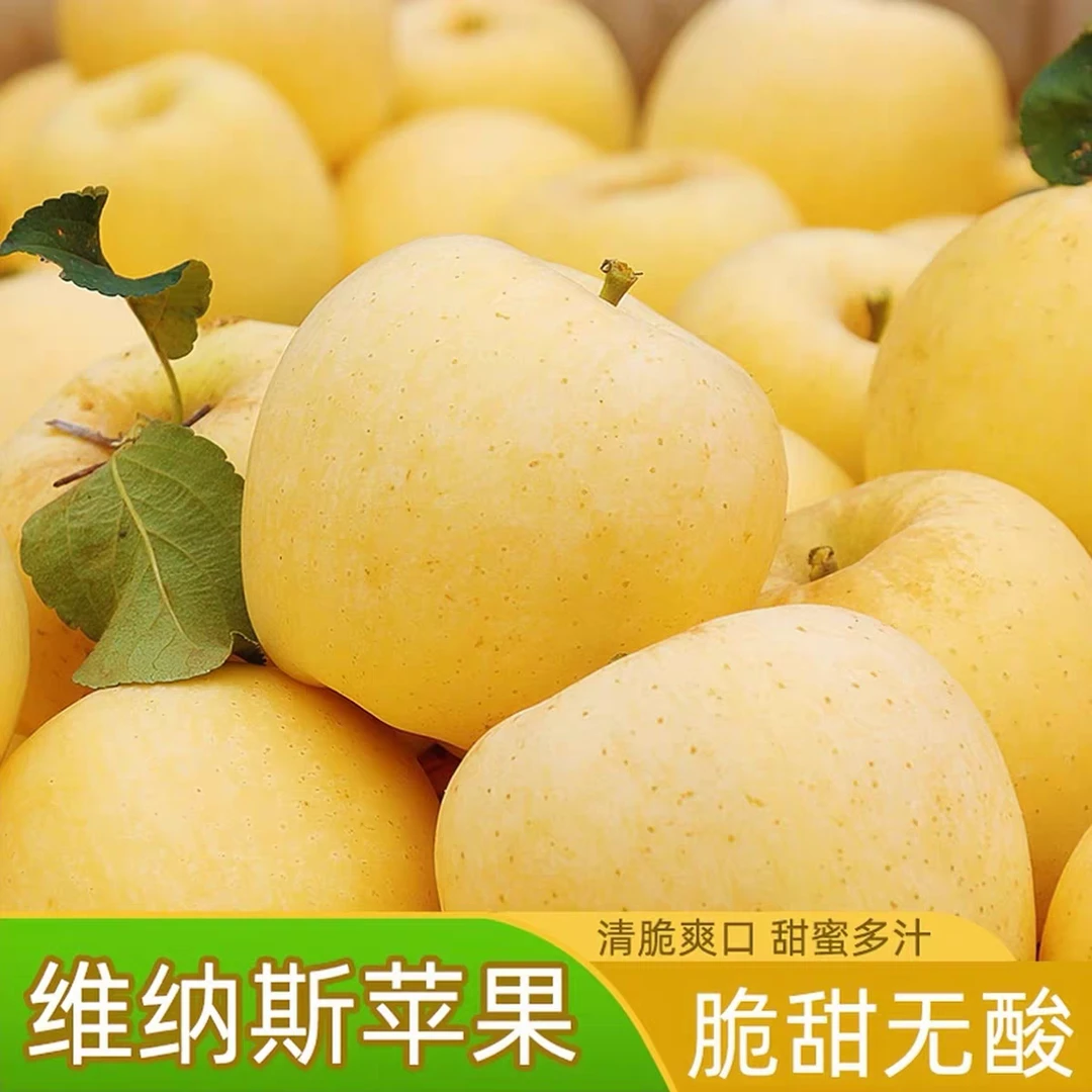 【爆甜雀斑女神】山东黄金维纳斯苹果当季水果现摘现发脆甜苹果