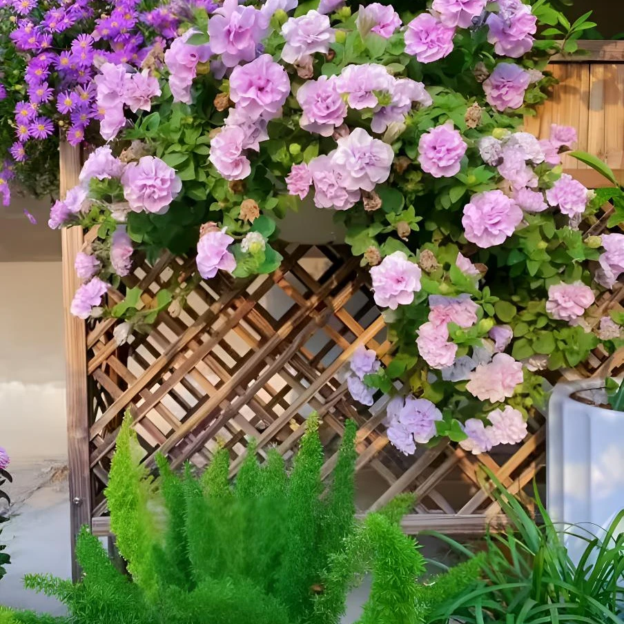 【重瓣矮牵牛花种子】四季播种开花垂吊喇叭花室内外盆栽花籽