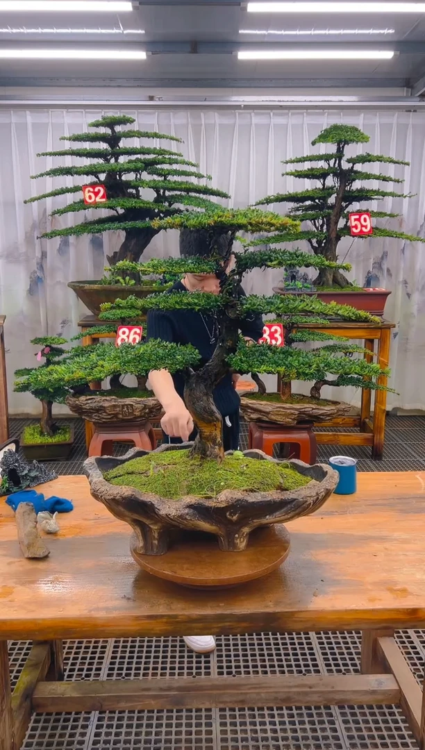 无花朵精品盆景直播间一物一拍