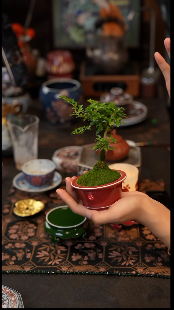 植物 25 景德镇陶瓷福利款