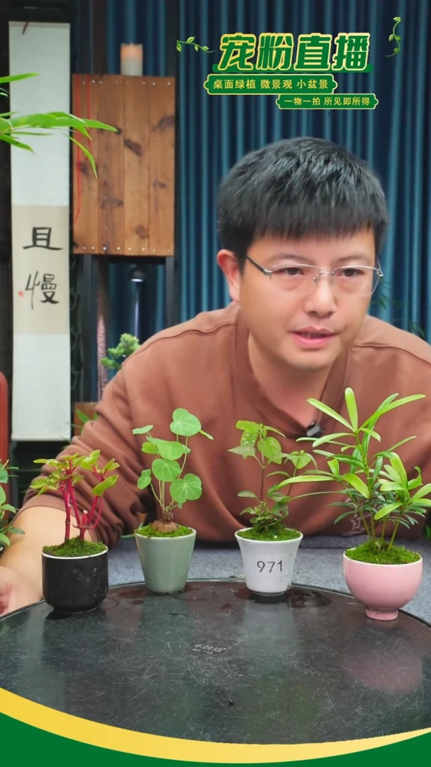 无花朵三**花苔藓微景观971号