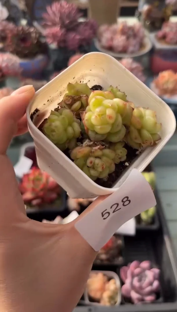 528群生灯泡珍妮多肉