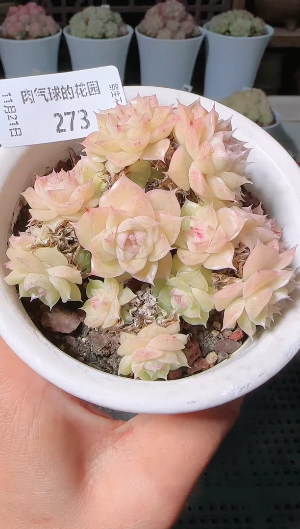 1121-273群生不包整